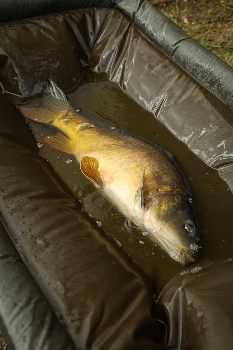 Berceau Fox Maître Carpe