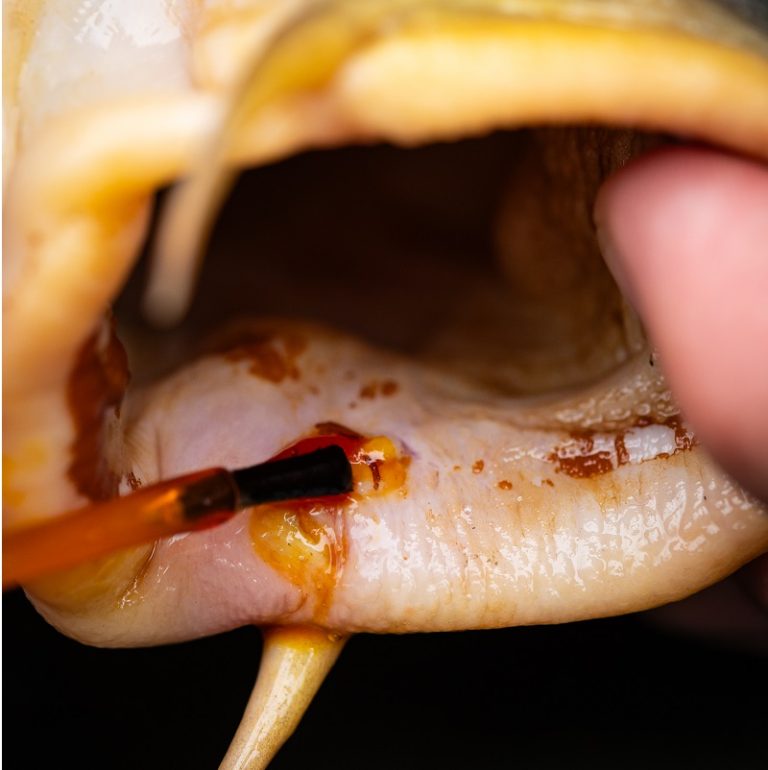 Antiséptico Pro Elite Baits Medi Carp - Tienda Carpfishing