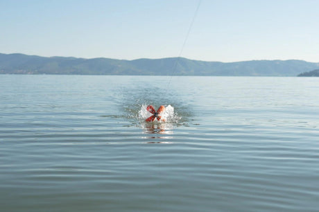 Cohete cebador Spyder Spod Medium Naranja/Negro - Tienda Carpfishing