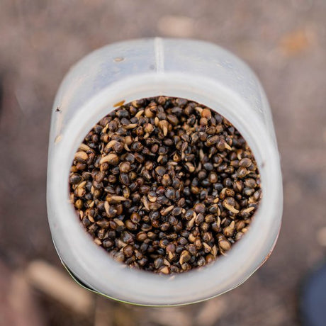 Mix Cañamon Nash - 2,5 L - Tienda Carpfishing