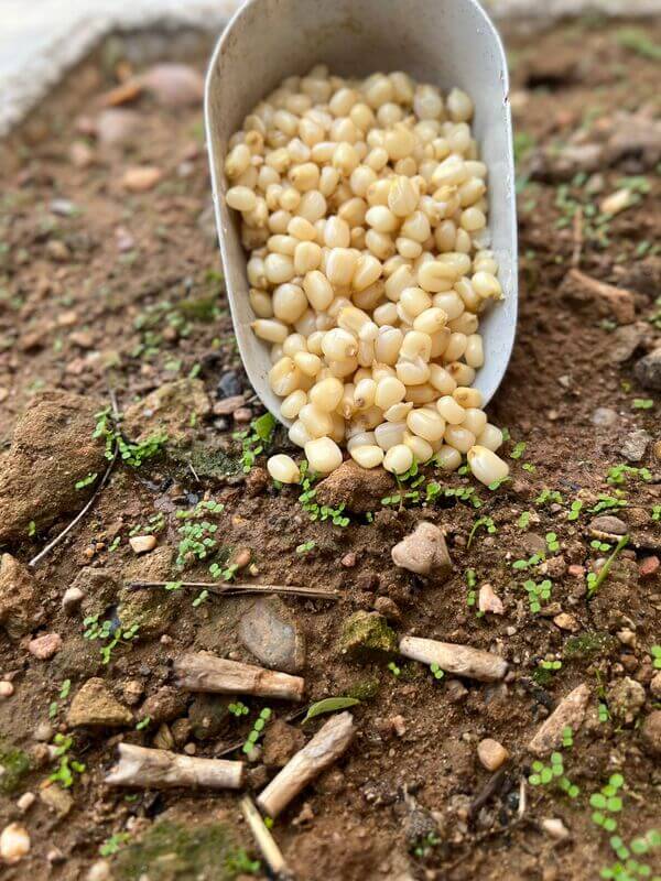 Maíz Blanco Particles For Fishing 1 kg - Tienda Carpfishing